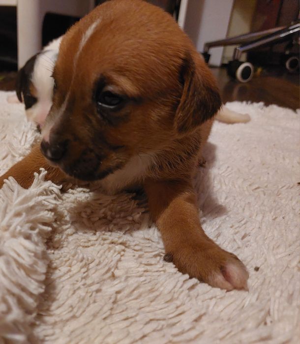 Oddam pieski w dobre ręce