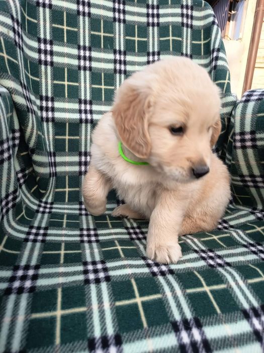 Golden Retriever