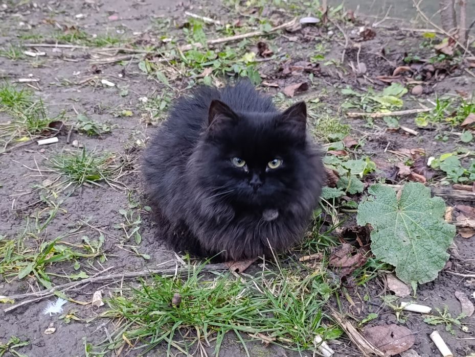 Кошеня, котик, котеня