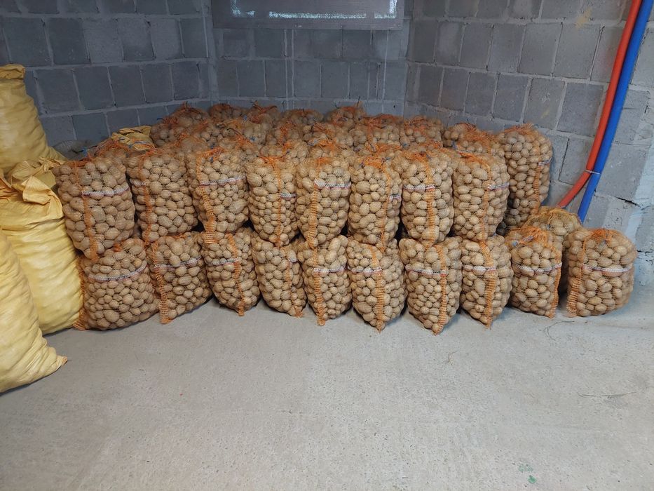 Ziemniaki paszowe zboże przenica owies pszenżyto