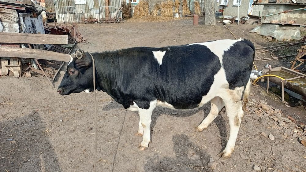 Телиця річнняк (Не тільна)