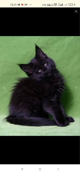 Мейн Кун чорни солиды