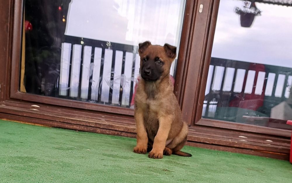 Owczarek belgijski Malinois - pies