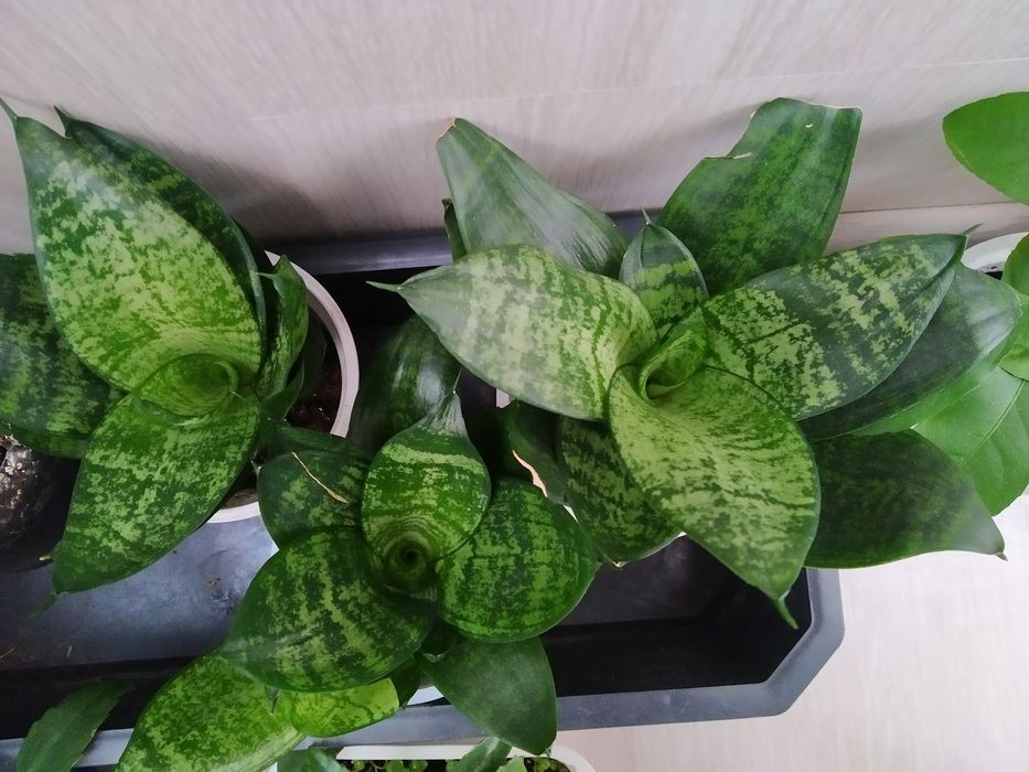 Сансивьерия хани