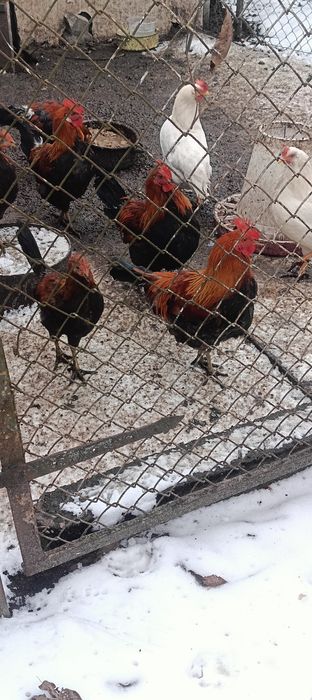 Kogutki zielononóżki