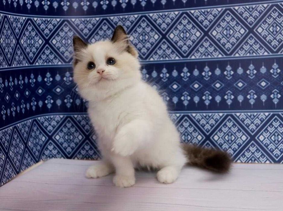 Ragdoll-хлопчик в красивому забарвлені та з синими очками