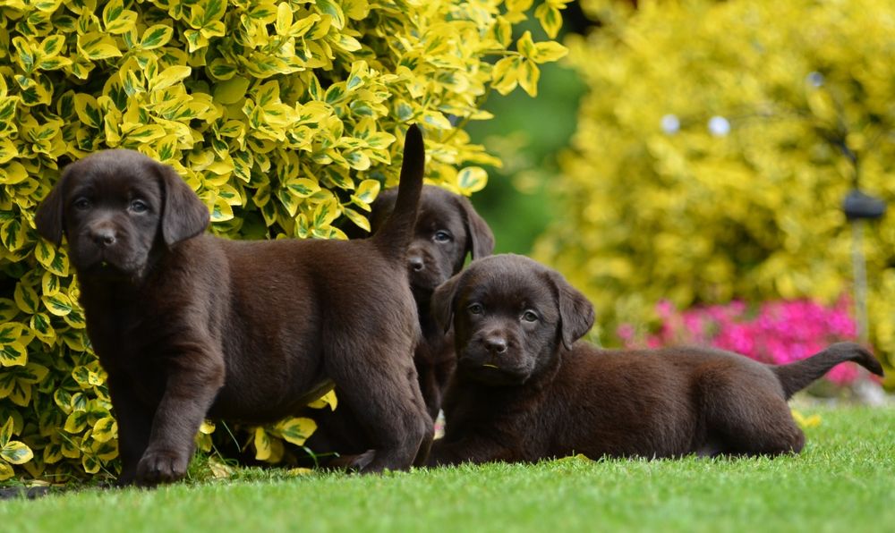 Labrador retriever FCI  SUCZKA