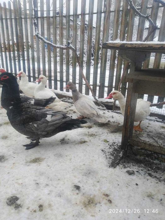 Великий вибір качурів на продажу,важковиків