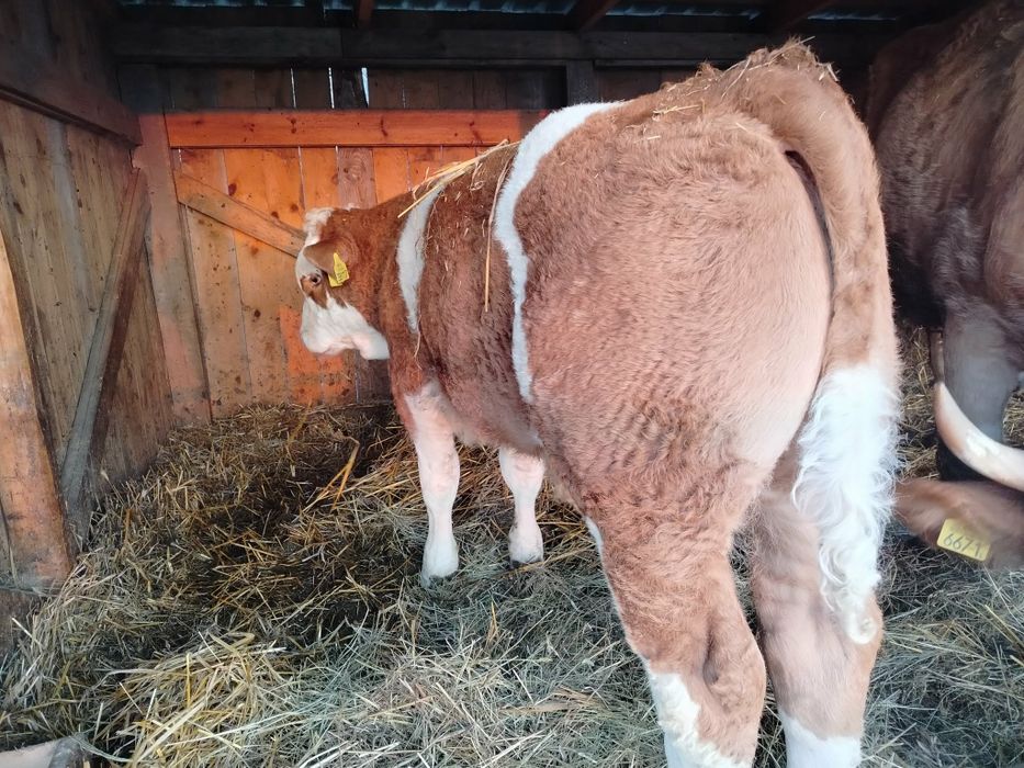 Byczek miesny simental pod ocena PZHIPMB