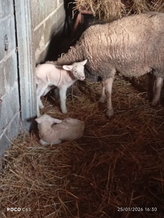 Ovelha com dois borregos