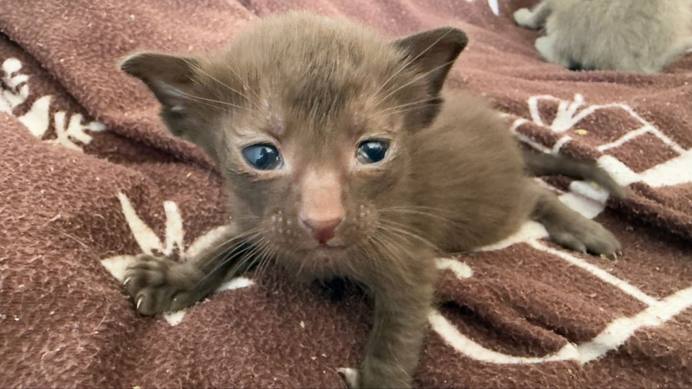 Kotka jawajska dla alergika, kotka do felinoterapii kraina łagodności