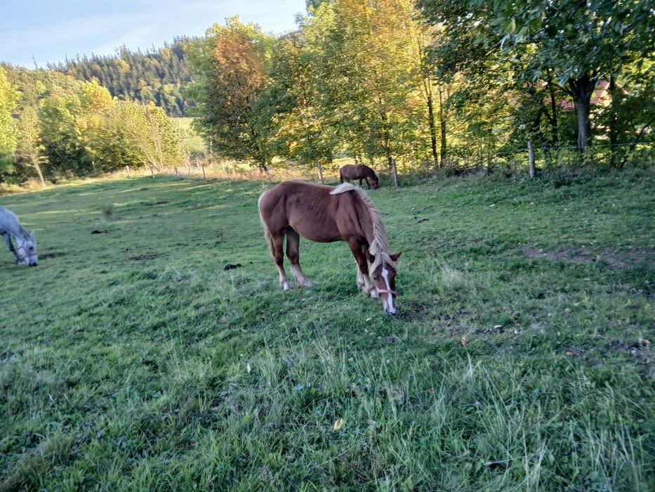 Klacz sprzedam..