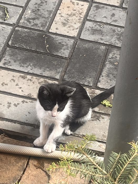 Віддамо кошенят безкоштовно