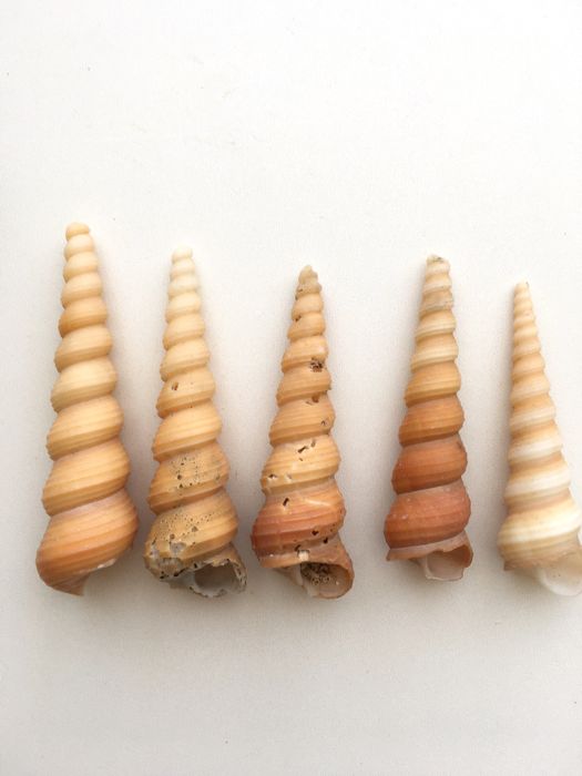 Мушлі океанічні морські  ракушки молюсків рапани