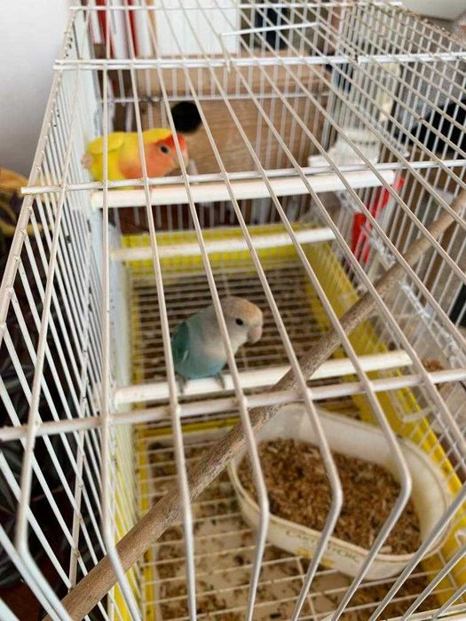 Vendo Casal de Agapornis