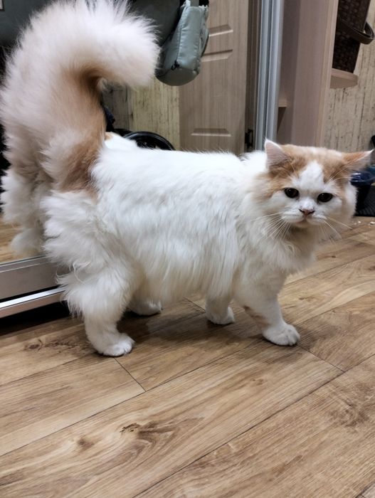 Продам шотландского кота