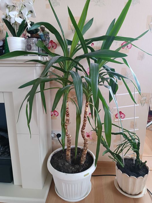 Продам Юкку кімнатну