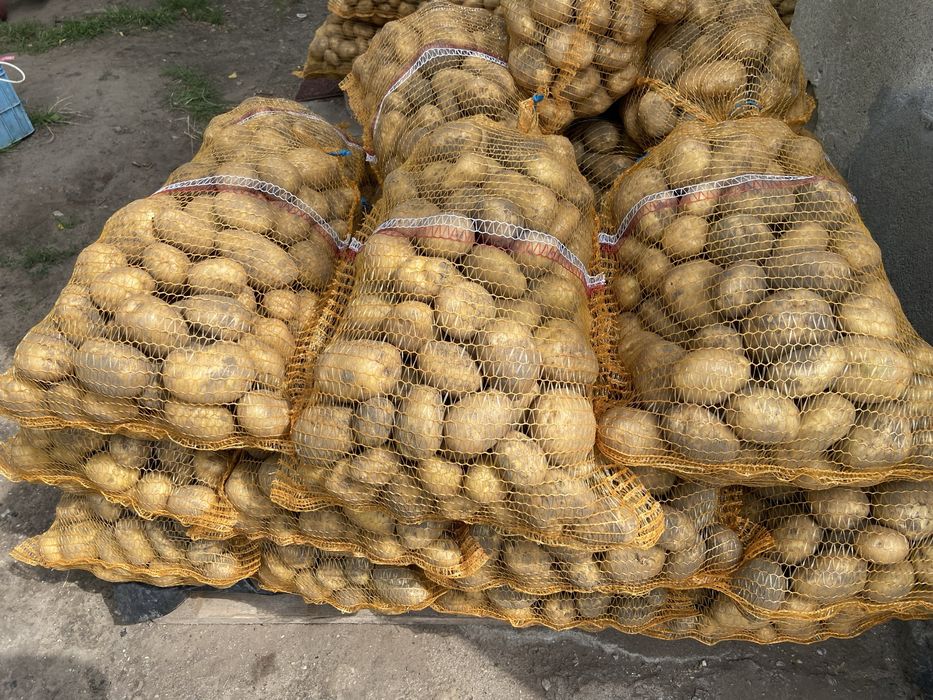 Cebula żółta, worki 15 kg i 5 kg