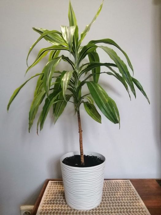 Драцена лимон лайм