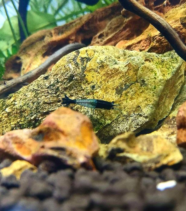 Krewetki carbon blue rilli neocaridina