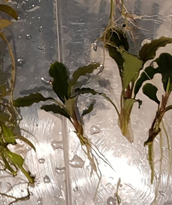 Anubia Petit + Bucephalandra wavy green (Para Aquário)