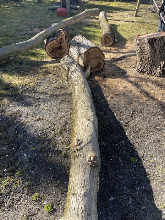 Pień orzech włoski drewno 4 odcinki