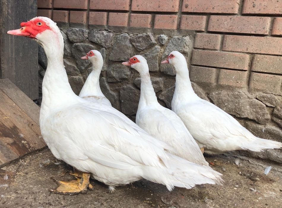 Мускусні білі качки