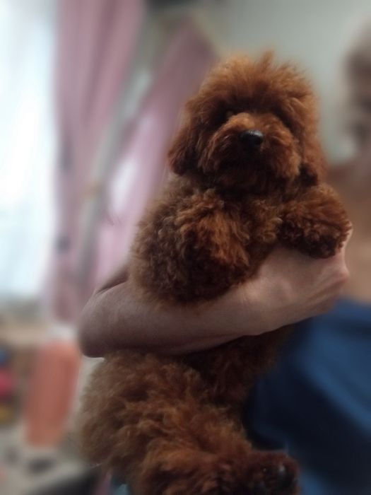 Шикарні Пуделя і  Мальтіпу F 1-F2