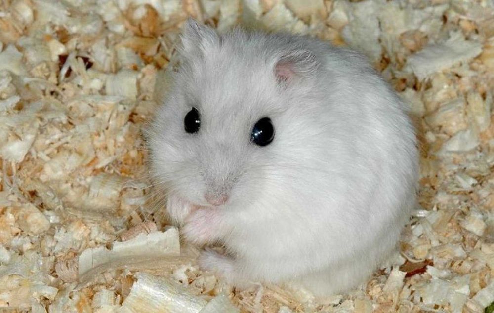 Роскошные джунгарские хомячки, белоснежного окраса, хомячата, хомяки