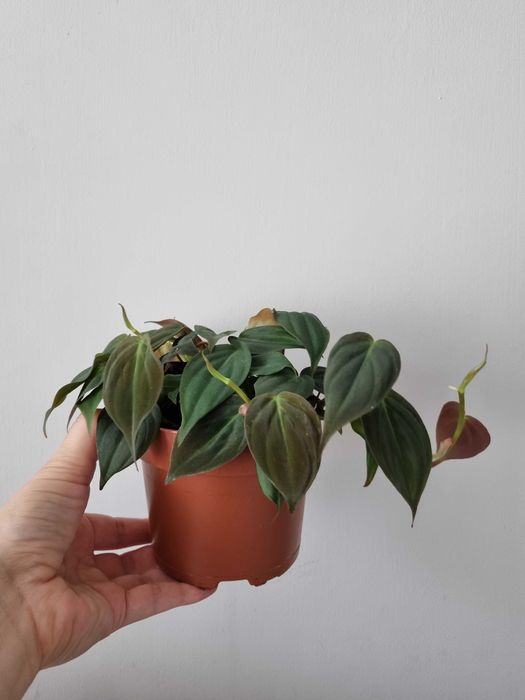 Philodendron micans