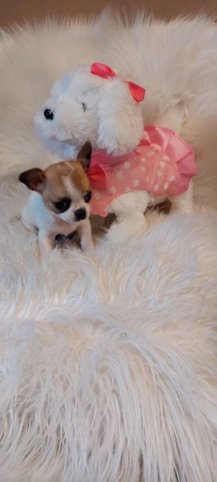 ZAREZERWOWANA !!! CUDNA Mini sunia Chihuahua