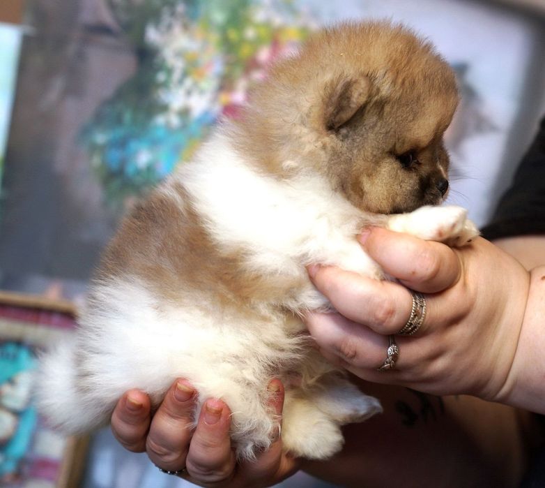 Lulu de Pomerania