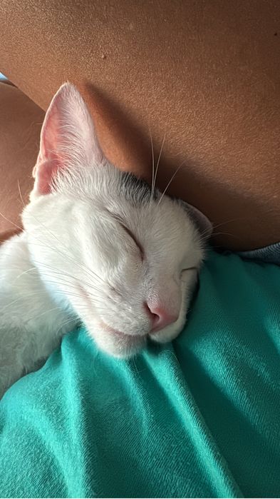Gato esterilizado com chip e vacinas - macho