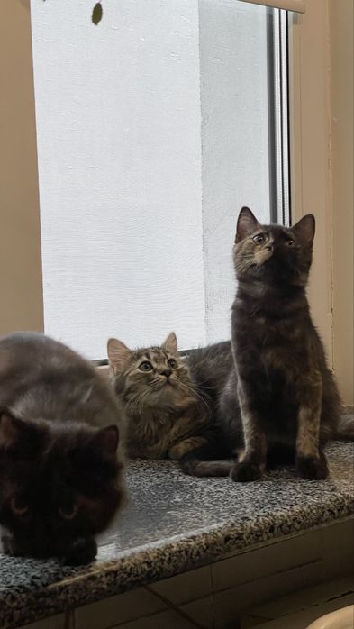 Кошенята, котики