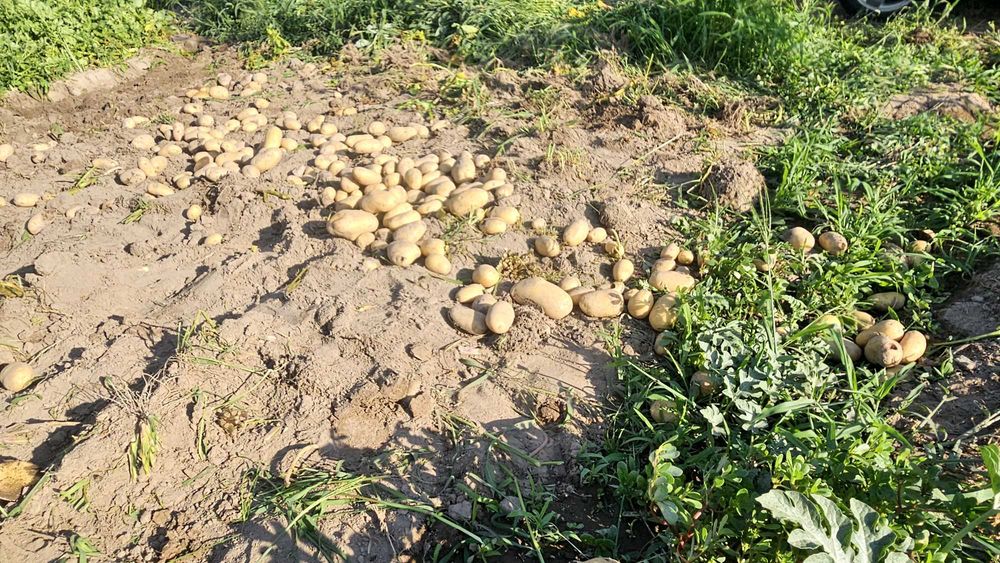 Batata mona lisa Nova ( saco 20 kg)