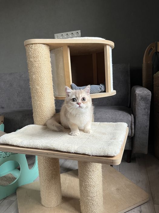 Золотий ліловий шиншила