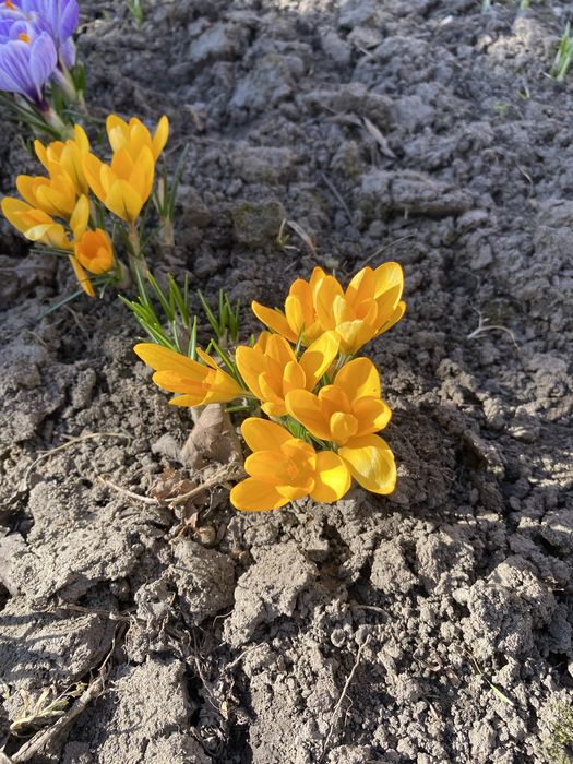 Крокуси , квіти фіолетові, помаранчеві , жовті