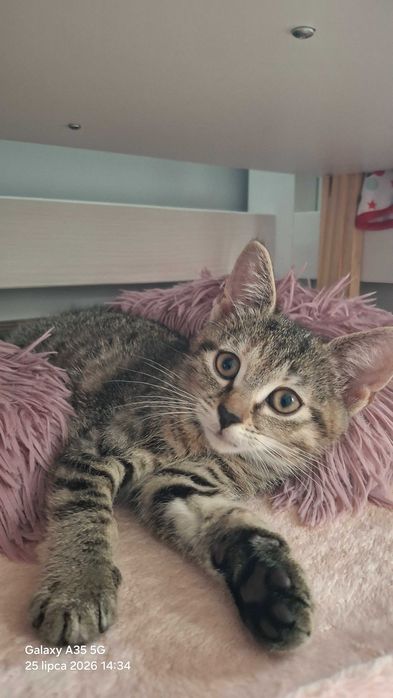 Mrusia 8tyg kociczka do.adopcji