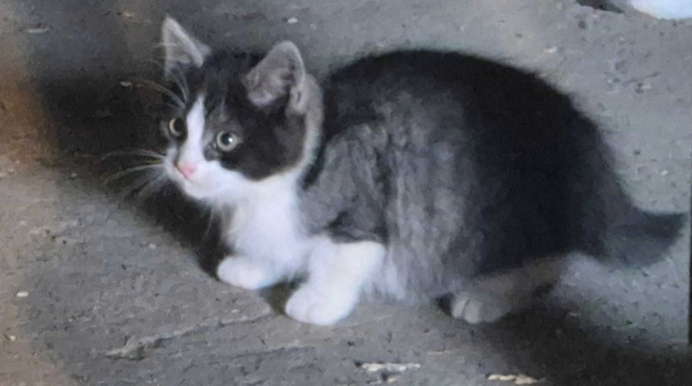 Koty, kotki, tricolor, czarne, małe