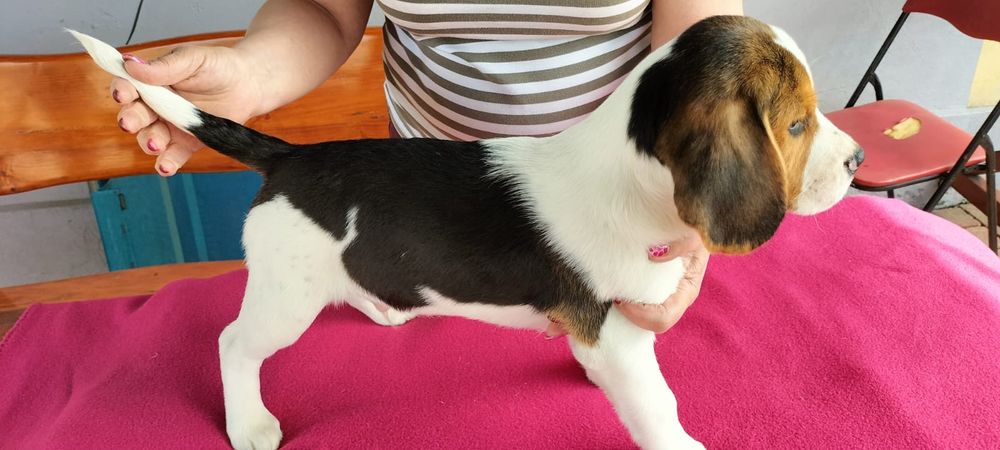 Piesek- Szczenię Beagle