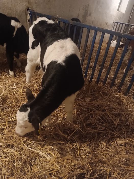 Byczek cielak żarłak