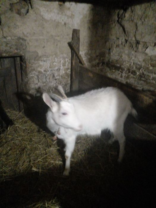 Продається: коза, козел