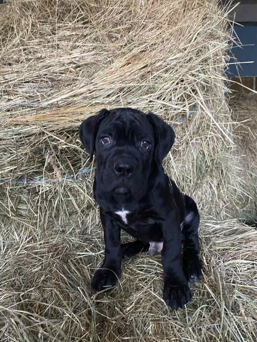 Хлопчики Кане Корсо