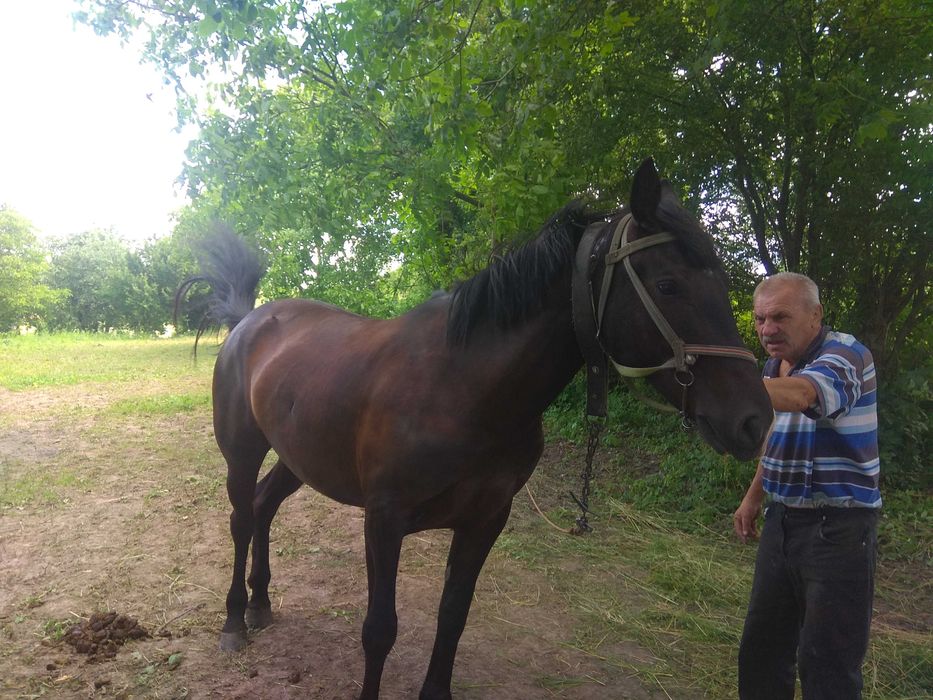 Продам кобилу вік 6 років. Деталі по телефону.Микола