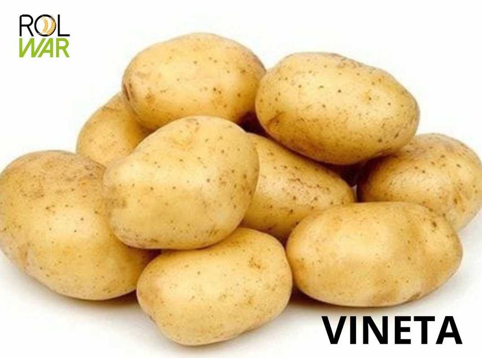 Ziemniaki Sadzeniaki VINETA OWACJA JUREK Klasa A