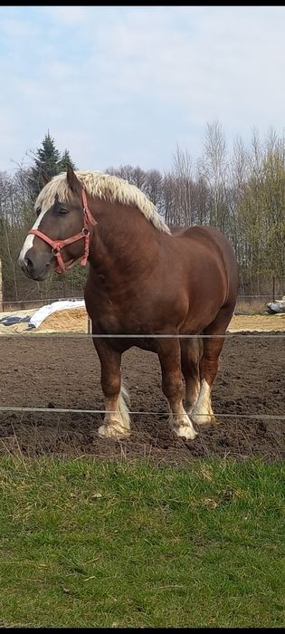 Ogier zimnokrwisty w typie sokólskim