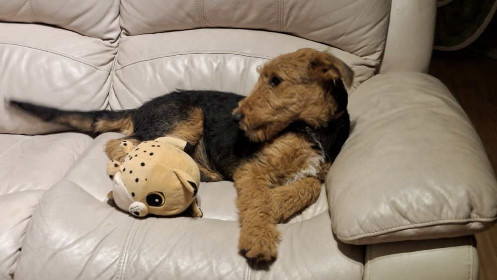 Airedale Terrier ZKwP FCI  pies