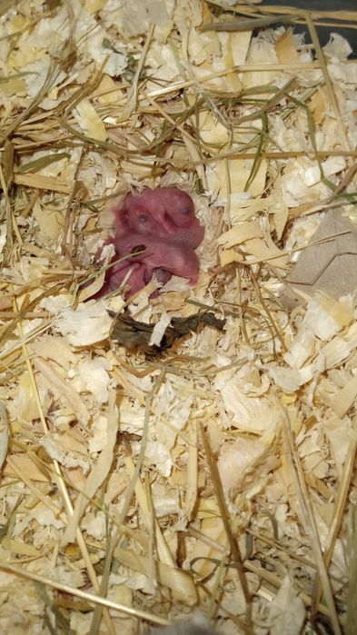 PILNIE małe chomiki