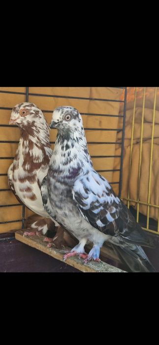 Gołębie zamojskie gładkie i czubate