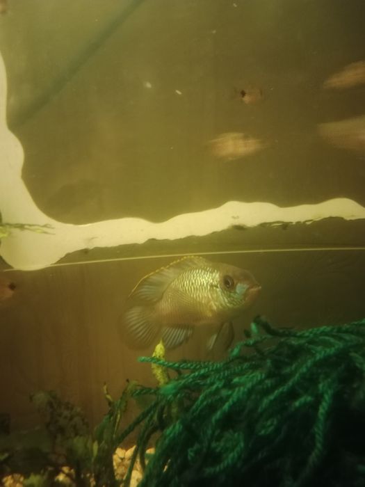 Akara eletric blue